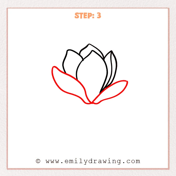 how to draw a magnolia flower - Step 3